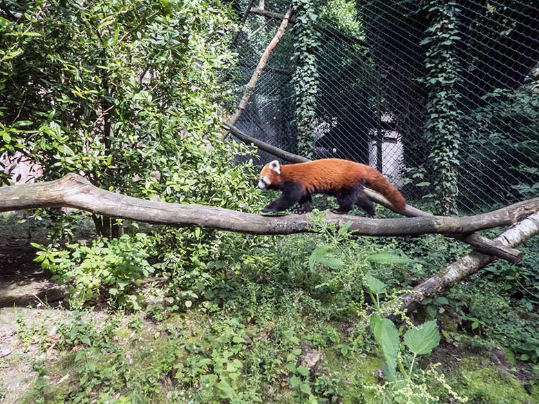 Kleiner Panda am 19. Juli 2020 auf der Außenanlage am Kleinkatzen-Haus im Grünen Zoo Wuppertal