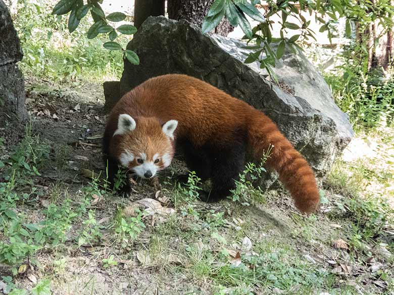 Kleiner Panda am 19. Juli 2020 auf der Außenanlage am Kleinkatzen-Haus im Wuppertaler Zoo