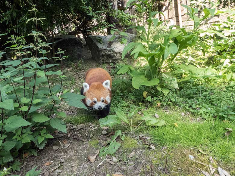 Kleiner Panda am 19. Juli 2020 auf der Außenanlage am Kleinkatzen-Haus im Wuppertaler Zoo