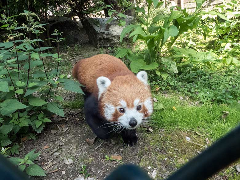 Kleiner Panda am 19. Juli 2020 auf der Außenanlage am Kleinkatzen-Haus im Zoo Wuppertal