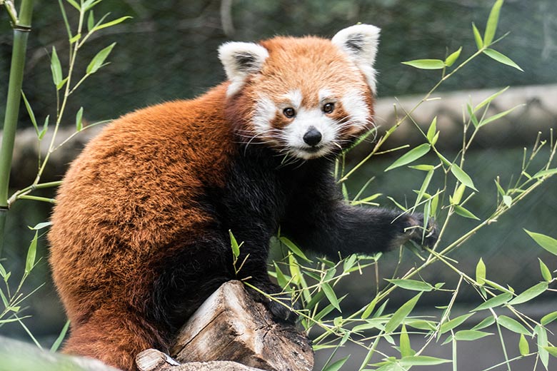 Weiblicher Kleiner Panda am 25. August 2020 mit Bambus auf der Außenanlage im Zoologischen Garten der Stadt Wuppertal