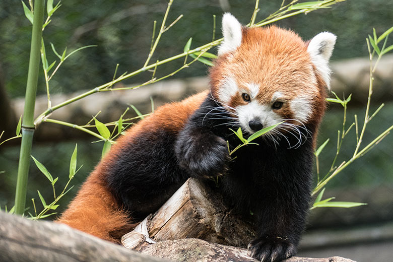 Weiblicher Kleiner Panda am 25. August 2020 mit Bambus auf der Außenanlage im Zoo Wuppertal