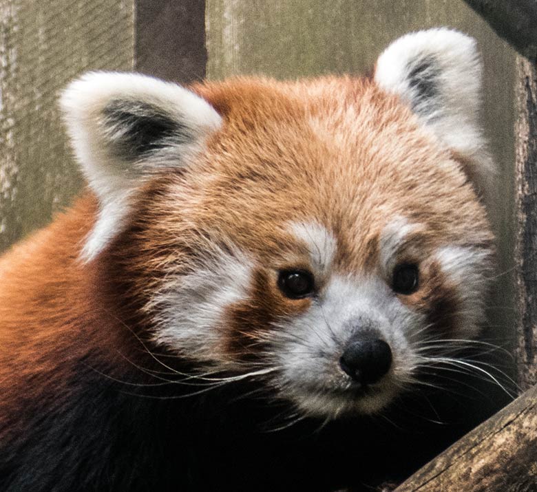Anderer weiblicher Kleiner Panda am 25. August 2020 an der Bretterwand der Außenanlage im Zoologischen Garten Wuppertal