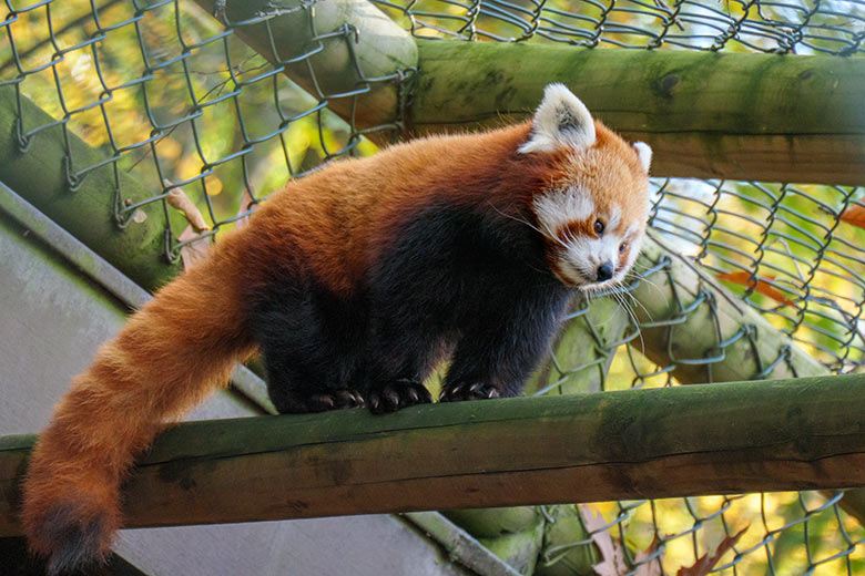 Weiblicher Kleiner Panda am 31. Oktober 2020 auf der Außenanlage im Wuppertaler Zoo