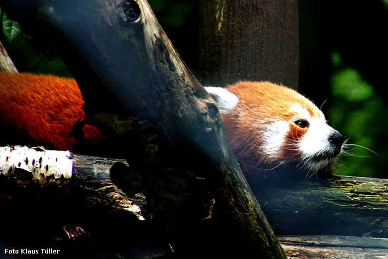 Roter Panda am 15. Juli 2021 auf der Außenanlage im Grünen Zoo Wuppertal (Foto Klaus Tüller)