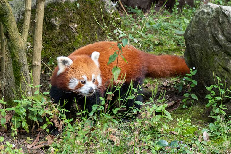 Kleiner Panda am 11. August 2021 auf der Außenanlage neben dem Kleinkatzen-Haus im Grünen Zoo Wuppertal
