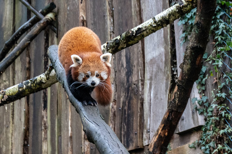 Weiblicher Kleiner Panda am 29. Dezember 2021 auf der Außenanlage in der Nähe des Kleinkatzen-Hauses im Grünen Zoo Wuppertal