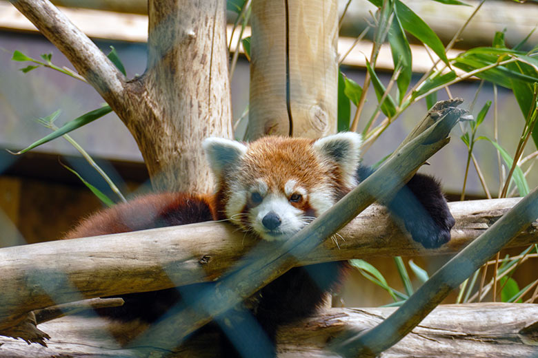 Neuer männlicher Kleiner Panda LIAM am 5. Mai 2022 auf der Außenanlage im Grünen Zoo Wuppertal