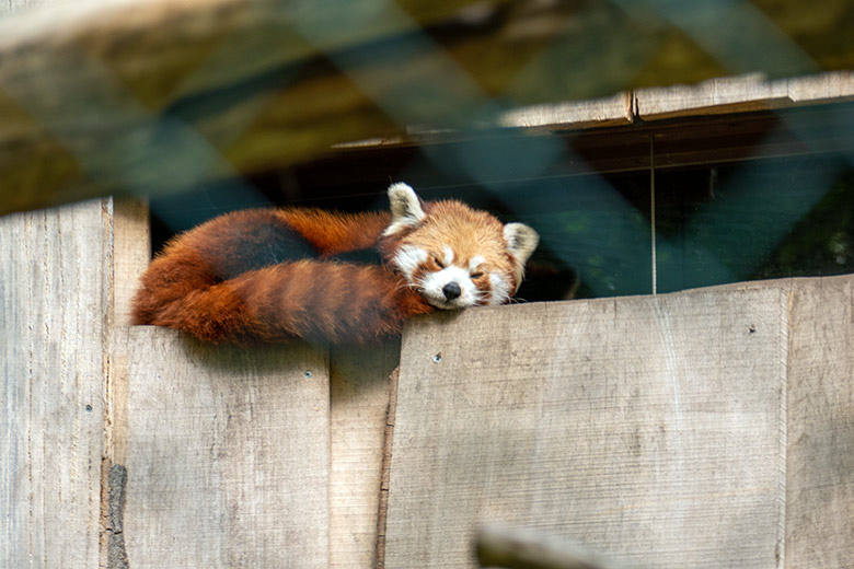 Weiblicher Kleiner Panda UMA am 5. Mai 2022 auf der Außenanlage im Zoologischen Garten Wuppertal