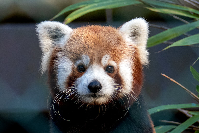 Männlicher Kleiner Panda LIAM am 18. November 2022 auf der Außenanlage in der Nähe des Kleinkatzen-Hauses im Wuppertaler Zoo