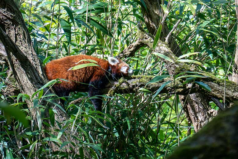 Weiblicher Kleiner Panda UMA am 3. Mai 2023 auf der neuen Panda-Anlage im Wuppertaler Zoo