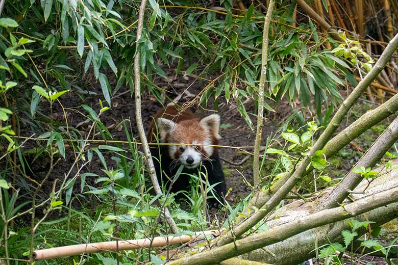 Männlicher Kleiner Panda LIAM am 8. Mai 2023 auf der neuen Panda-Anlage im Zoo Wuppertal