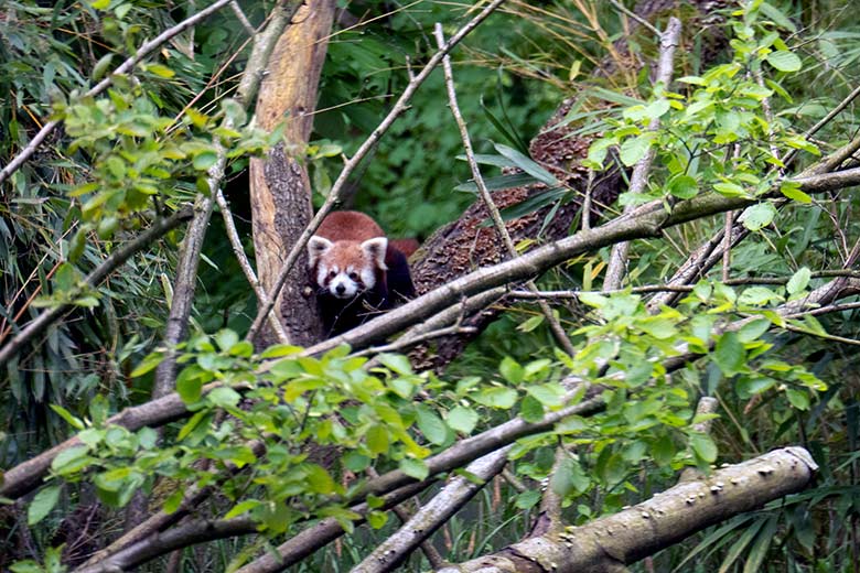 Weiblicher Kleiner Panda UMA am 8. Mai 2023 auf der neuen Panda-Anlage im Grünen Zoo Wuppertal