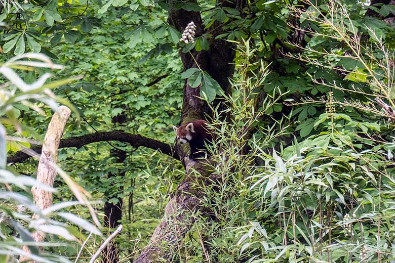 Weiblicher Kleiner Panda UMA am 8. Mai 2023 auf der neuen Panda-Anlage im Zoologischen Garten der Stadt Wuppertal