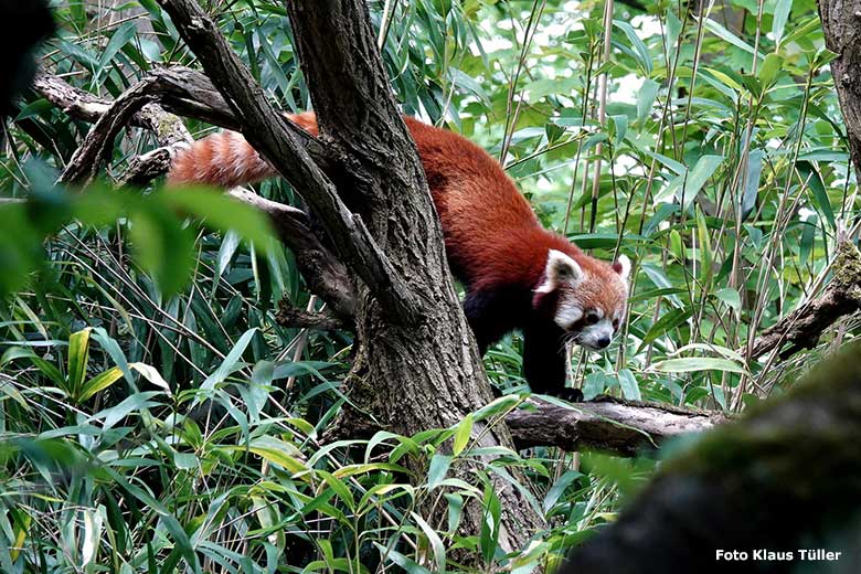 Männlicher Kleiner Panda LIAM am 13. Mai 2023 auf der Außenanlage im Grünen Zoo Wuppertal (Foto Klaus Tüller)