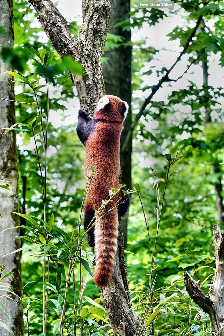 Männlicher Kleiner Panda LIAM am 13. Mai 2023 auf der Außenanlage im Wuppertaler Zoo (Foto Klaus Tüller)