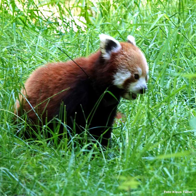 Weiblicher Kleiner Panda UMA am 3. Juni 2023 auf der neuen Panda-Anlage im Wuppertaler Zoo (Foto Klaus Tüller)
