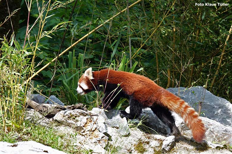 Männlicher Kleiner Panda LIAM am 6. Juni 2023 auf der neuen Panda-Anlage im Zoo Wuppertal (Foto Klaus Tüller)