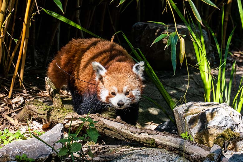 Weiblicher Kleiner Panda UMA am 13. Juni 2023 auf der neuen Panda-Anlage im Grünen Zoo Wuppertal