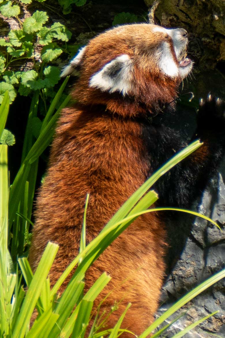 Weiblicher Kleiner Panda UMA am 17. Juni 2023 auf der neuen Panda-Anlage im Zoo Wuppertal