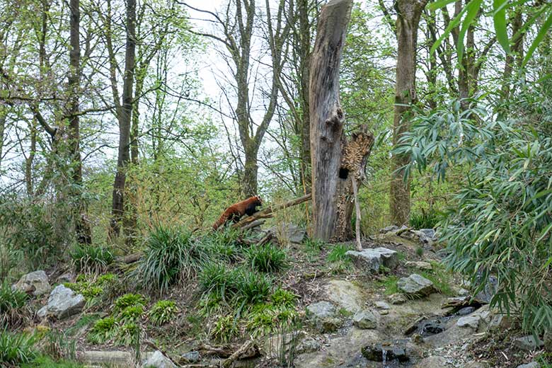 Adulter weiblicher Roter Panda UMA am 7. April 2024 auf einem Ast als Kletterhilfe an der scheinbaren Baum-Höhle auf der Außenanlage im Grünen Zoo Wuppertal