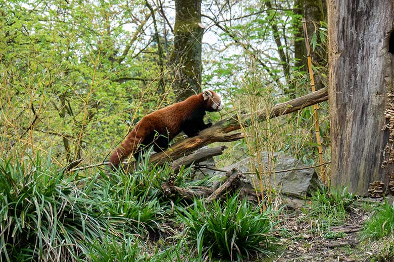 Adulter weiblicher Roter Panda UMA am 7. April 2024 auf einem Ast als Kletterhilfe an der scheinbaren Baum-Höhle auf der Außenanlage im Zoologischen Garten der Stadt Wuppertal