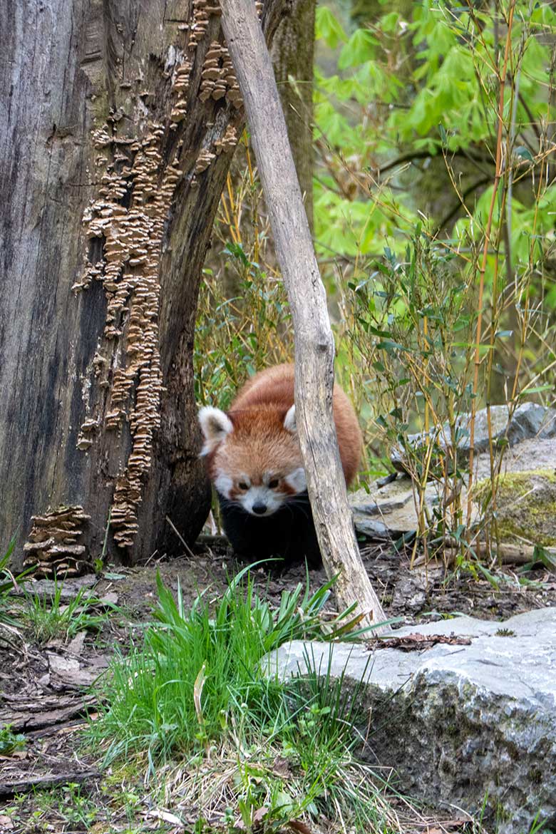 Adulter weiblicher Roter Panda UMA am 7. April 2024 an einem Ast als Kletterhilfe an der scheinbaren Baum-Höhle auf der Außenanlage im Zoo Wuppertal