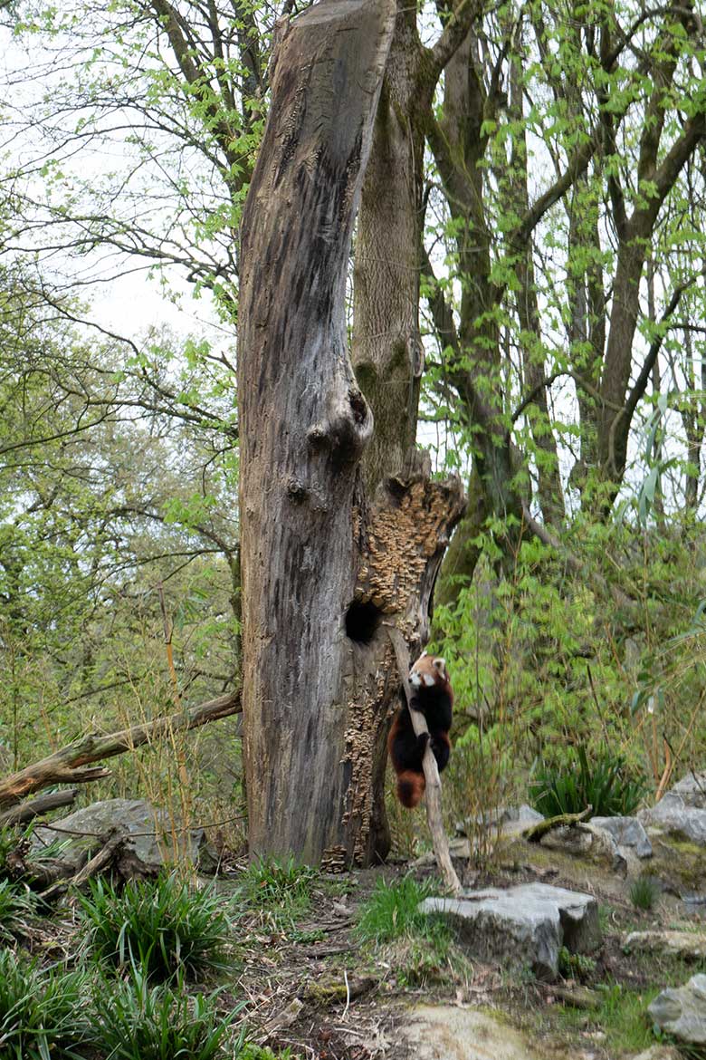 Adulter weiblicher Roter Panda UMA am 7. April 2024 auf einem Ast als Kletterhilfe an der scheinbaren Baum-Höhle auf der Außenanlage im Wuppertaler Zoo