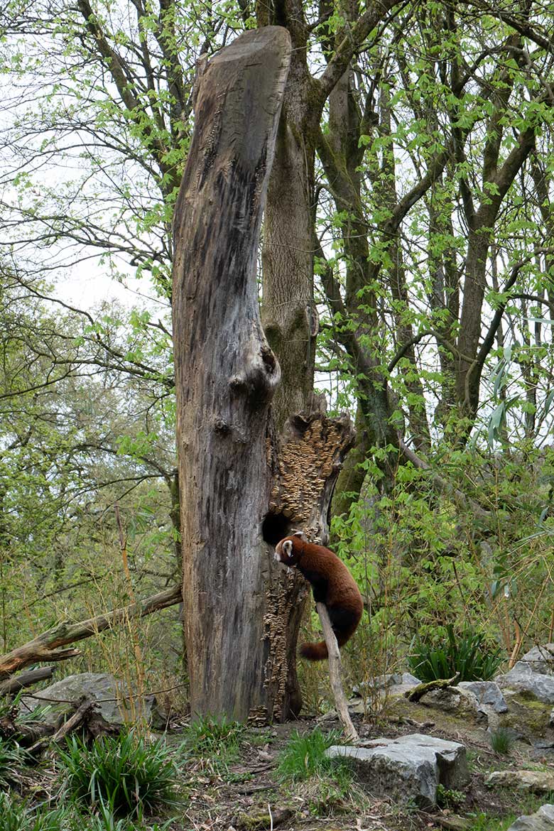 Adulter weiblicher Roter Panda UMA am 7. April 2024 auf einem Ast als Kletterhilfe an der scheinbaren Baum-Höhle auf der Außenanlage im Grünen Zoo Wuppertal