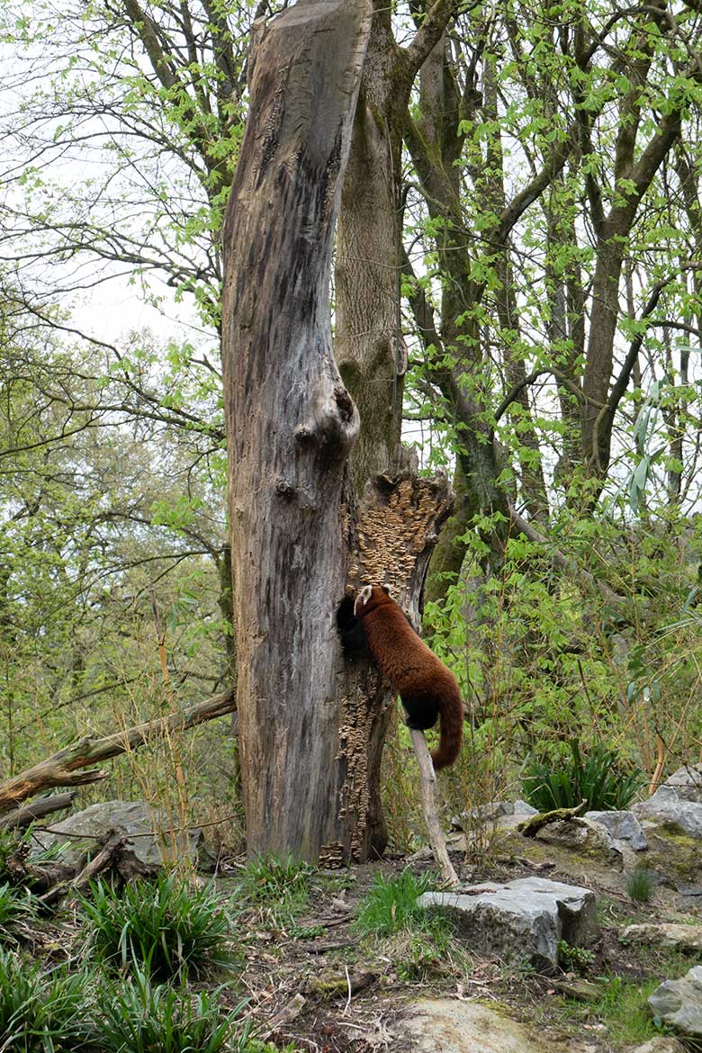 Adulter weiblicher Roter Panda UMA am 7. April 2024 auf einem Ast als Kletterhilfe an der scheinbaren Baum-Höhle auf der Außenanlage im Zoologischen Garten Wuppertal