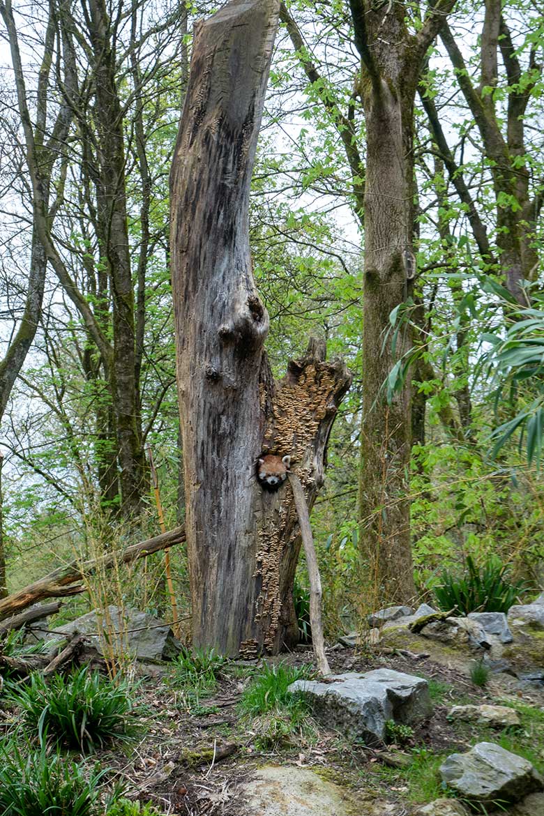 Adulter weiblicher Roter Panda UMA am 7. April 2024 in der scheinbaren Baum-Höhle auf der Außenanlage im Zoo Wuppertal