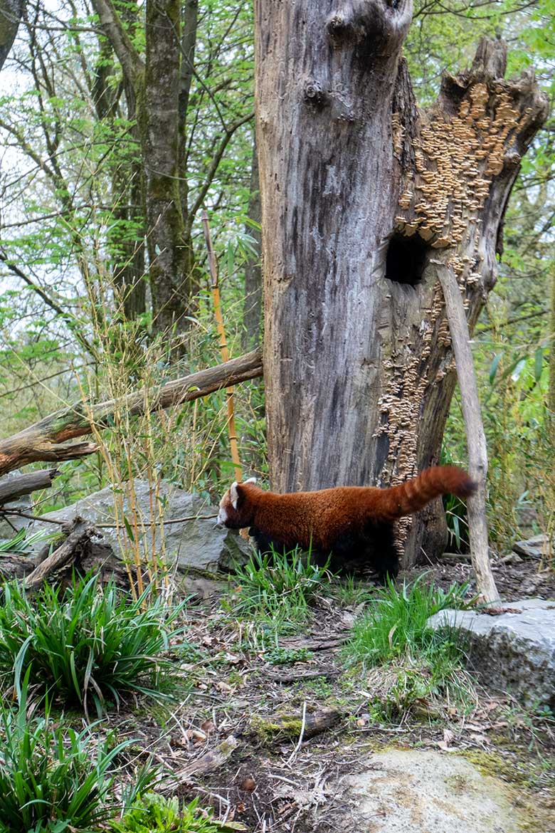 Adulter weiblicher Roter Panda UMA am 7. April 2024 vor der scheinbaren Baum-Höhle auf der Außenanlage im Wuppertaler Zoo