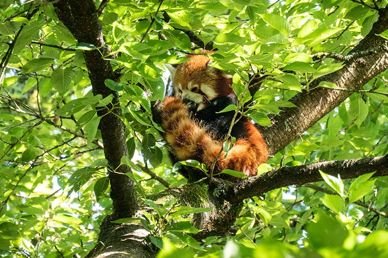 Männlicher Kleiner Panda LIAM am 23. Juni 2024 auf einem Baum der Außenanlage im Grünen Zoo Wuppertal