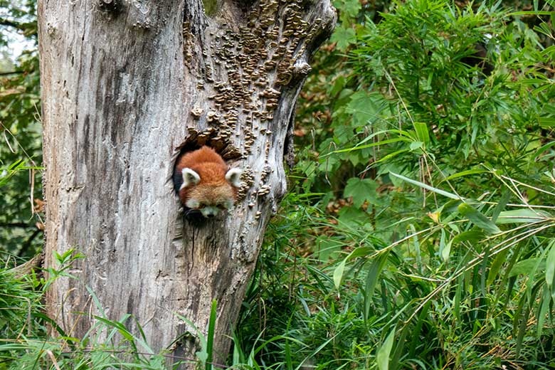 Adulter weiblicher Roter Panda UMA am 30. August 2024 beim Verlassen der scheinbaren Baum-Höhle auf der Außenanlage im Wuppertaler Zoo