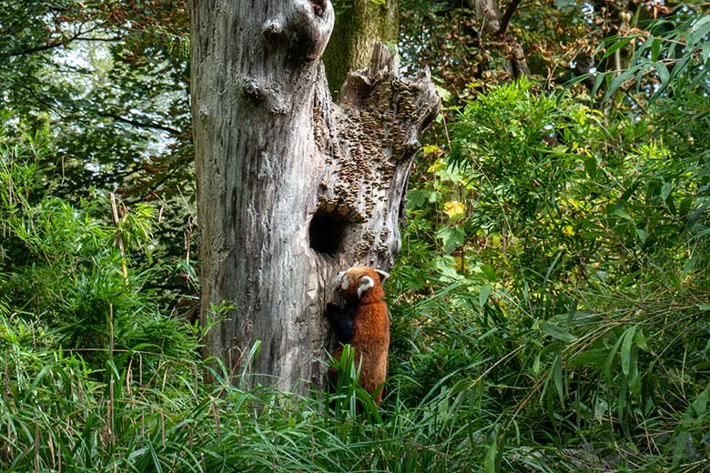 Adulter weiblicher Roter Panda UMA am 7. September 2024 vor der scheinbaren Baum-Höhle auf der Außenanlage im Grünen Zoo Wuppertal