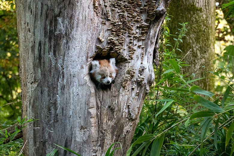 Weibliches Roter Panda-Jungtier am 23. September 2024 in der scheinbaren Baum-Höhle auf der Außenanlage im Grünen Zoo Wuppertal