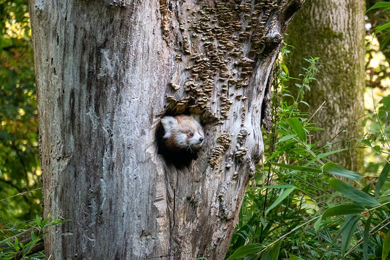 Weibliches Roter Panda-Jungtier am 23. September 2024 in der scheinbaren Baum-Höhle auf der Außenanlage im Zoologischen Garten Wuppertal