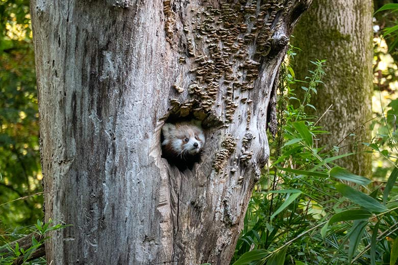 Weibliches Roter Panda-Jungtier am 23. September 2024 in der scheinbaren Baum-Höhle auf der Außenanlage im Zoo Wuppertal