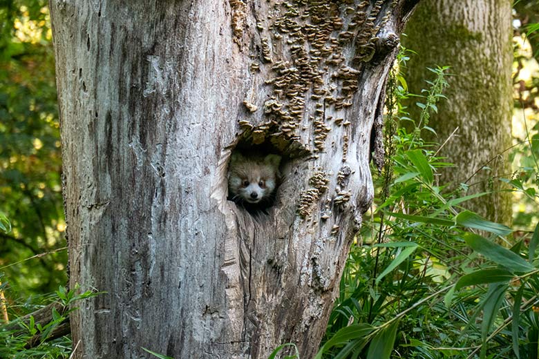 Weibliches Roter Panda-Jungtier am 23. September 2024 in der scheinbaren Baum-Höhle auf der Außenanlage im Wuppertaler Zoo