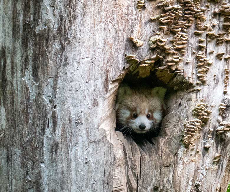 Weibliches Roter Panda-Jungtier JINJIN am 28. September 2024 in der scheinbaren Baum-Höhle auf der Außenanlage im Grünen Zoo Wuppertal