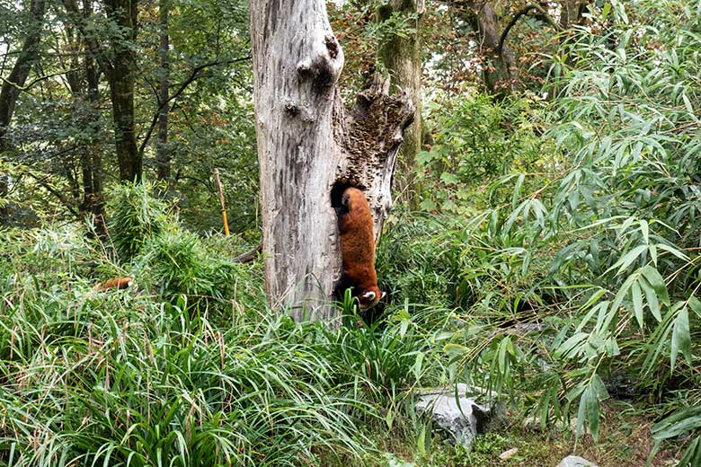 Weiblicher Roter Panda UMA beim Klettern aus dem Baum-Loch mit dem weiblichen Roter Panda-Jungtier JINJIN (links hinten im Gras) am 29. September 2024 auf der Außenanlage im Grünen Zoo Wuppertal