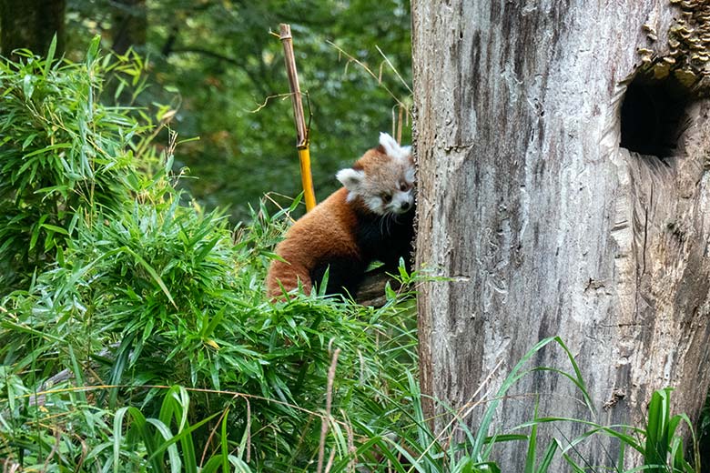 Weibliches Roter Panda-Jungtier JINJIN am 29. September 2024 auf der Außenanlage im Wuppertaler Zoo