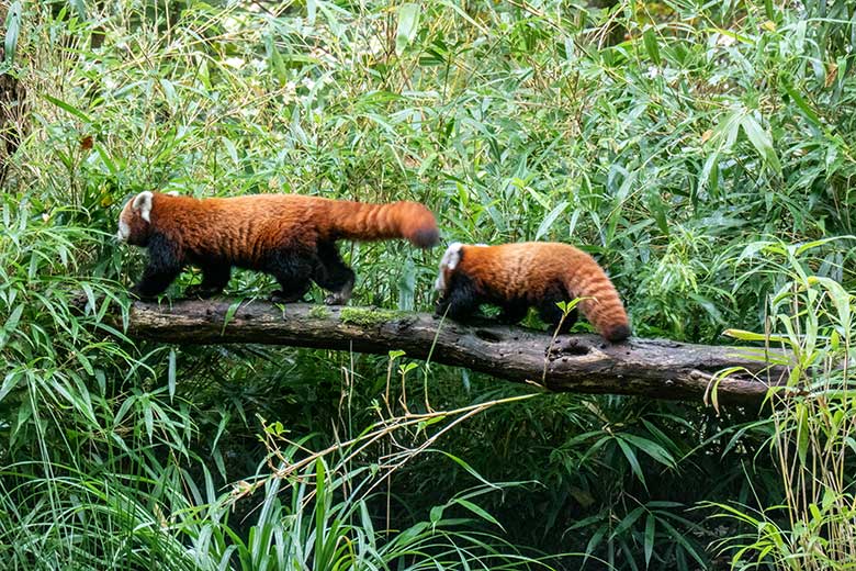 Weiblicher Roter Panda UMA mit dem weiblichen Roter Panda-Jungtier JINJIN am 29. September 2024 auf einem Baum-Stamm auf der Außenanlage im Zoo Wuppertal