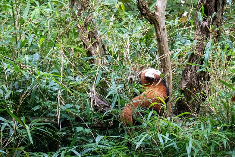 Weibliches Roter Panda-Jungtier JINJIN am 29. September 2024 auf einem Baum auf der Außenanlage im Grünen Zoo Wuppertal