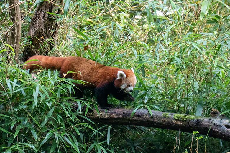 Weiblicher Roter Panda UMA am 29. September 2024 allein auf dem Rückweg über den Baum-Stamm zum Boden der Außenanlage im Zoologischen Garten der Stadt Wuppertal