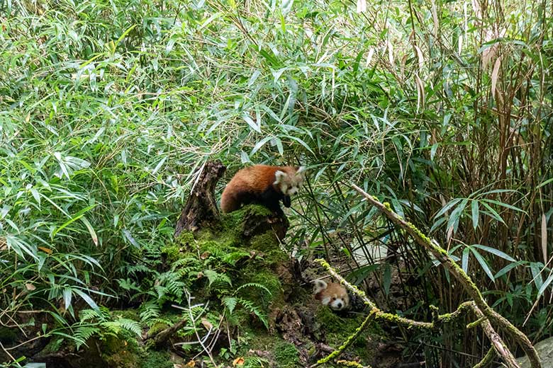 Weibliches Roter Panda-Jungtier JINJIN und weiblicher Roter Panda UMA (rechts unten) am 29. September 2024 in der Nähe des ehemaligen Kranich-Unterstandes unter Bambus-Pflanzen auf der Außenanlage im Wuppertaler Zoo