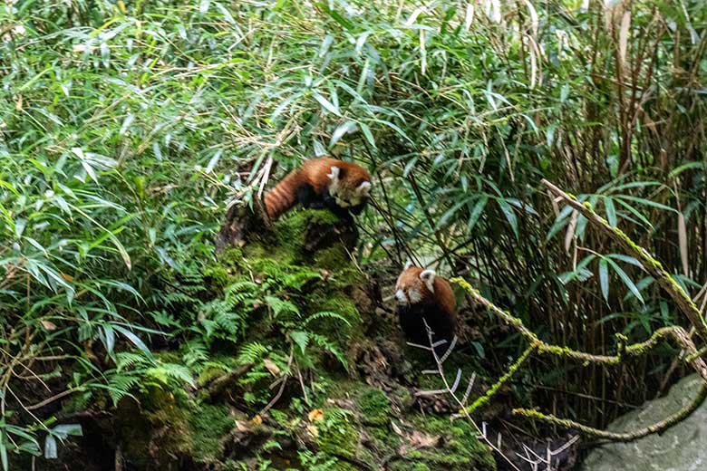 Weibliches Roter Panda-Jungtier JINJIN und weiblicher Roter Panda UMA (rechts) am 29. September 2024 in der Nähe des ehemaligen Kranich-Unterstandes unter Bambus-Pflanzen auf der Außenanlage im Zoo Wuppertal