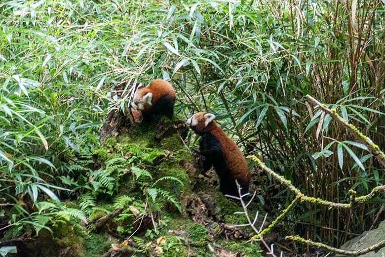 Weibliches Roter Panda-Jungtier JINJIN und weiblicher Roter Panda UMA (rechts) am 29. September 2024 in der Nähe des ehemaligen Kranich-Unterstandes unter Bambus-Pflanzen auf der Außenanlage im Grünen Zoo Wuppertal