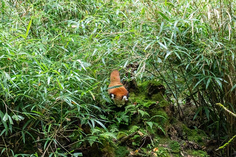 Weibliches Roter Panda-Jungtier JINJIN am 29. September 2024 in der Nähe des ehemaligen Kranich-Unterstandes unter Bambus-Pflanzen auf der Außenanlage im Zoologischen Garten Wuppertal