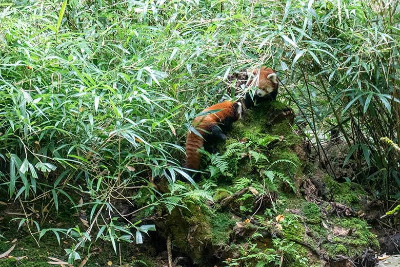 Weibliches Roter Panda-Jungtier JINJIN und weiblicher Roter Panda UMA (rechts) am 29. September 2024 in der Nähe des ehemaligen Kranich-Unterstandes unter Bambus-Pflanzen auf der Außenanlage im Wuppertaler Zoo